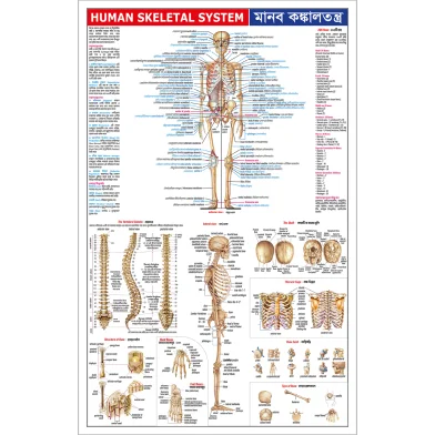 Sariyagraph Human Skeletal সিস্টেম