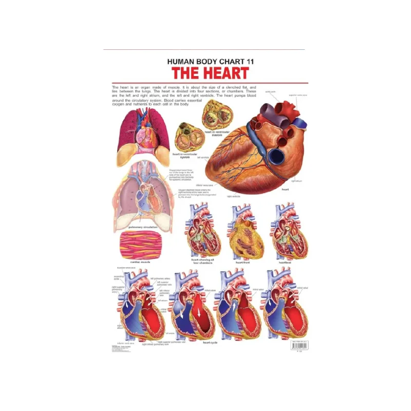 The Heart