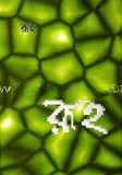 রূহ